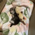 これからが楽しみな子猫