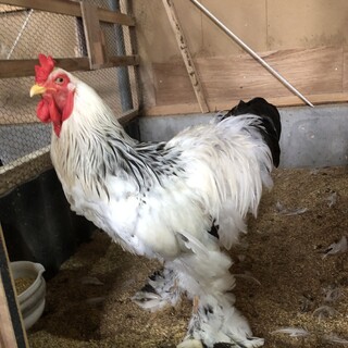 ニワトリを飼いたい方