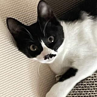 ハチワレ4ヶ月の女の子　アメラちゃん