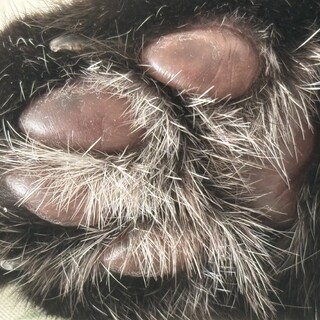 黒猫♂の里親探してます。