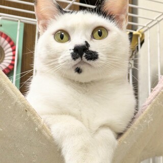 シャーシャー自分を守ってる！がんばれモネちゃん