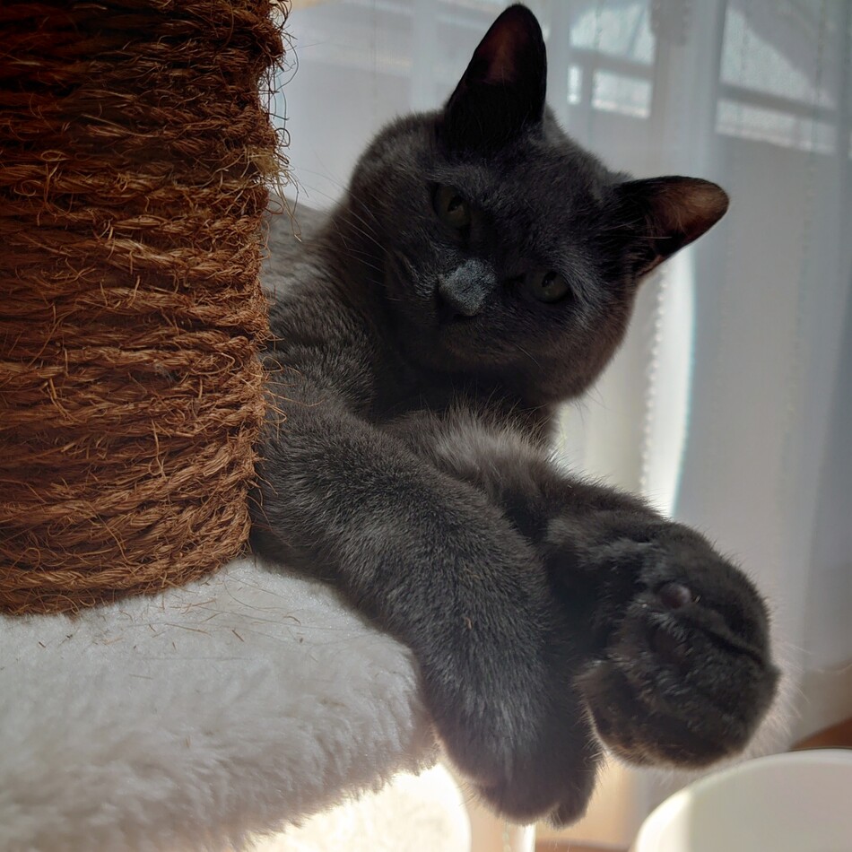 ぐれいす君のカバー写真