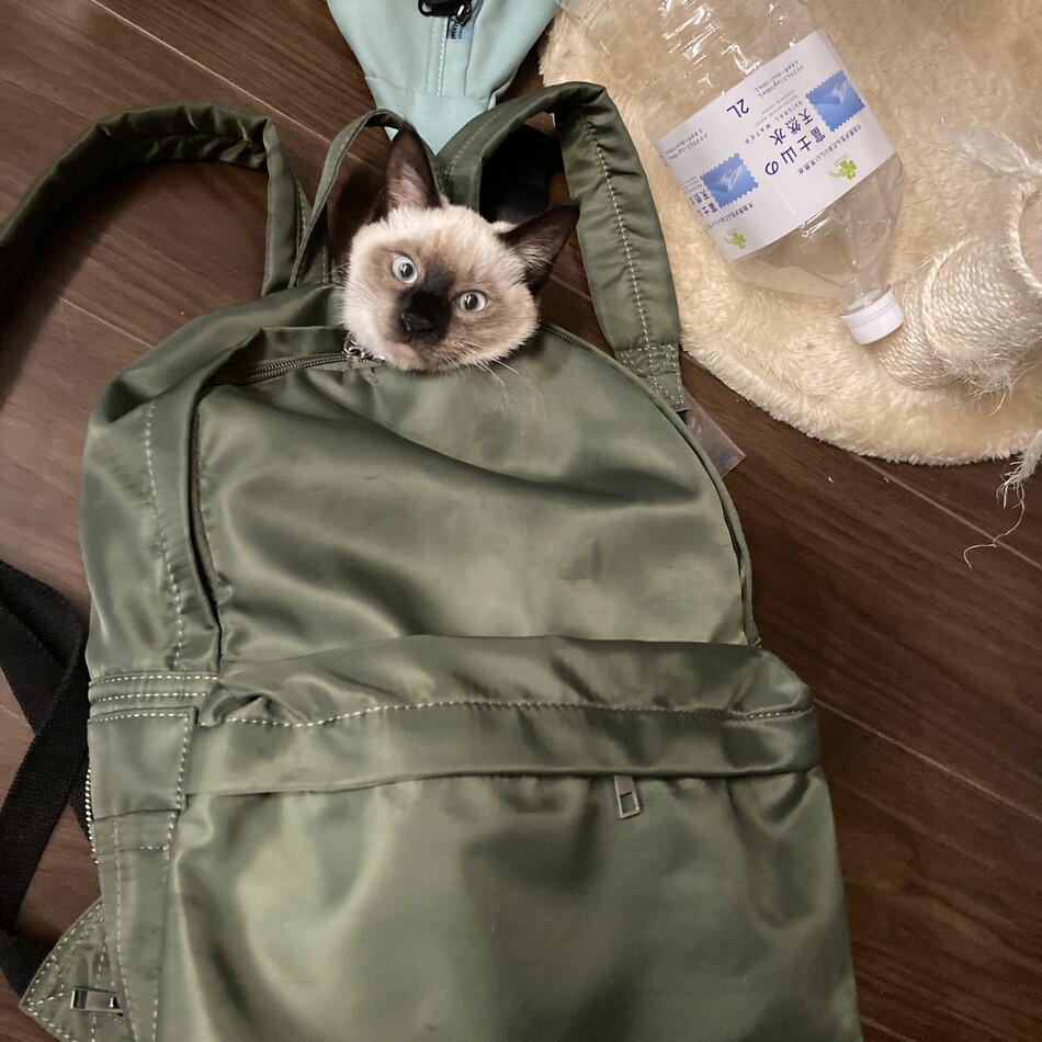 てんぷら（てん）のカバー写真