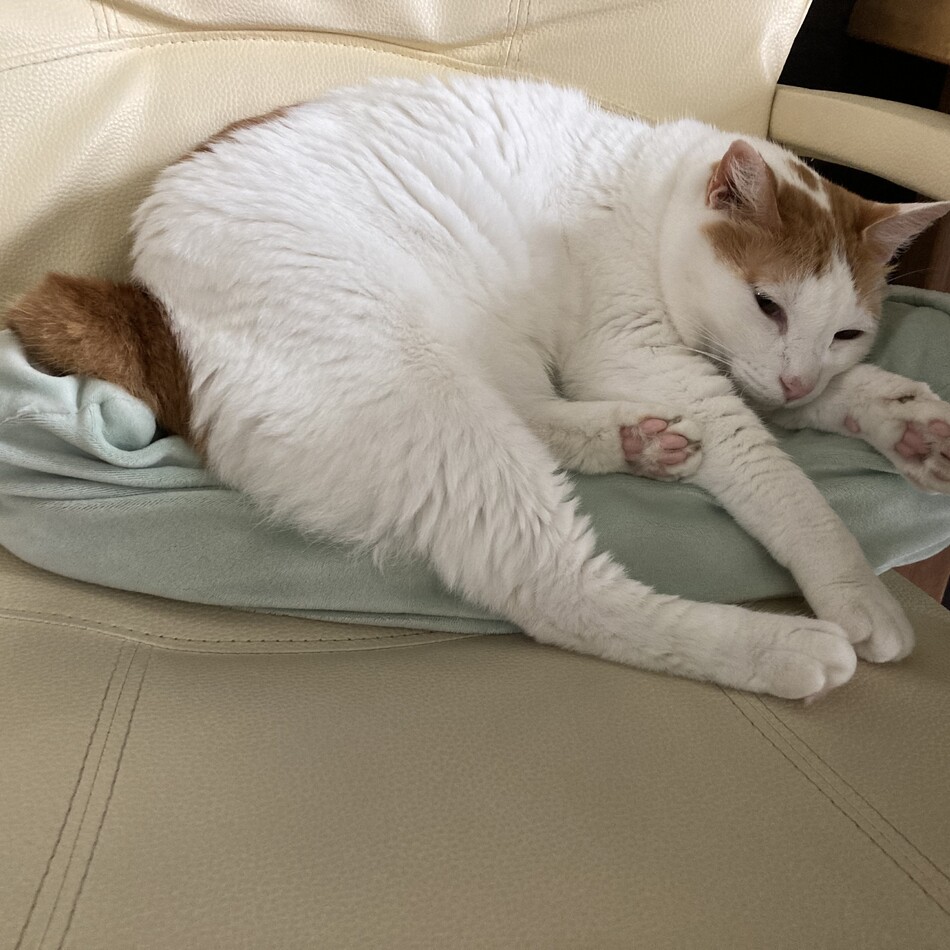 あげだまのカバー写真