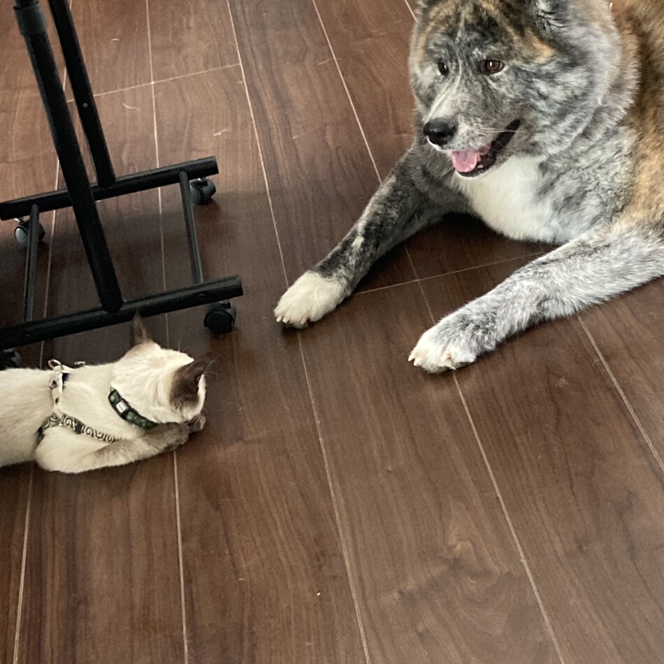 くろみのカバー写真