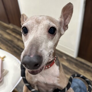 人懐っこいイタグレのニース君