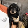 生後6か月！仔犬のクロネちゃん サムネイル3