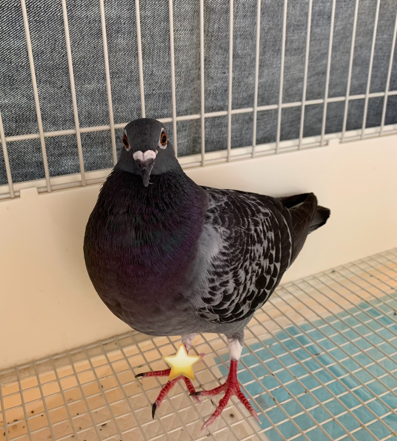 レース鳩 ※ただいま募集」東京都 - 鳥の里親募集(501443) :: ペット