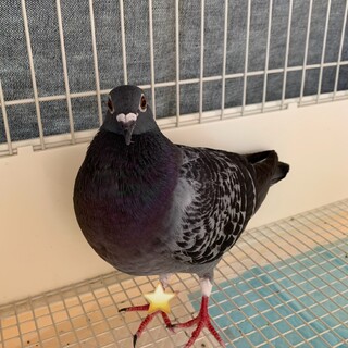 レース鳩 ※ただいま募集締切中です