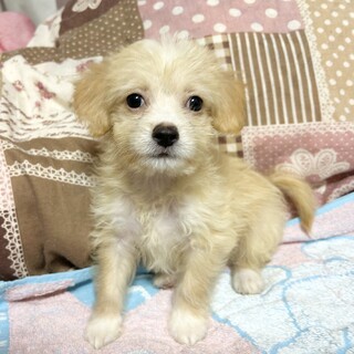 推定2024年8月上旬生♂あさひくん♡