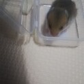 ゴールデンハムスター 
