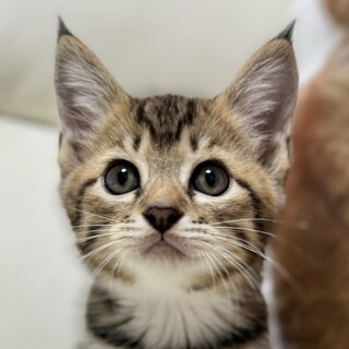 まんまるコロコロ兄弟♡スポンジくん1.5ヶ月