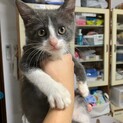はなびえ