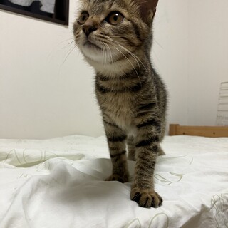 子猫女の子募集です