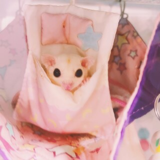 モモンガのホワイト(おとこのこ)