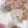 モモンガのホワイト(おとこのこ) サムネイル2