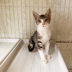 in岡崎市☆子猫たくさん！保護猫をオウチに迎えよう☆2024年10月05日(土)～ちーむ にゃいんず