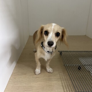 募集停止／迷子で保健所収容の4kg