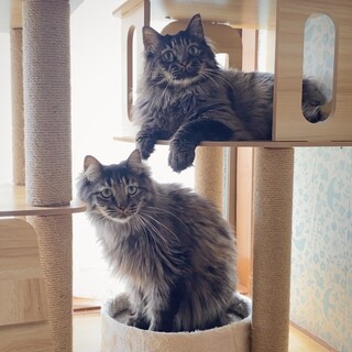 【10/26芝浦相談】たてがみフサフサ穏やか兄弟