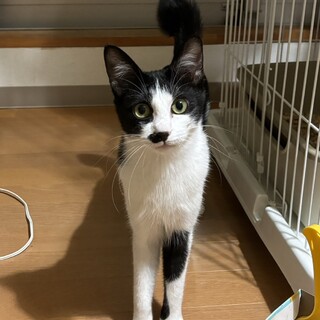 （里親様決定）ツンデレ女子⭐︎しおりちゃん