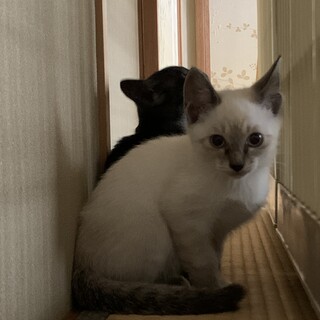 おっとり子猫　　白ちゃん