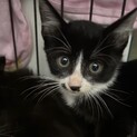 お鼻の黒ブチが愛らしい⭐︎ミントくん