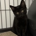 遊ぶの大好き真っ黒なパセリくん