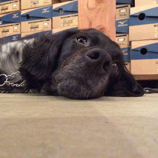 マッツアンのカバー写真