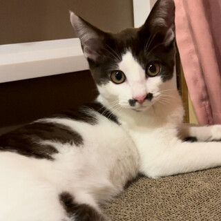 ハチワレ3兄妹のお姉ちゃん