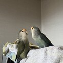 男の子2羽ペアです