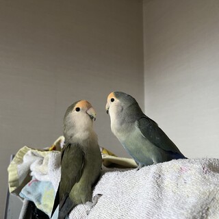 男の子2羽ペアです
