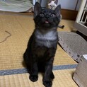 お顔がすごくかわいい子猫　黒ちゃん