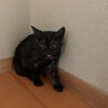 お顔がすごくかわいい子猫　黒ちゃん サムネイル2