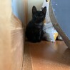 お顔がすごくかわいい子猫　黒ちゃん サムネイル3