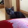 お顔がすごくかわいい子猫　黒ちゃん サムネイル4