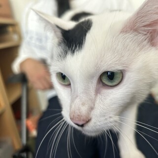 去勢済み・1歳くらいのかまってちゃんの男の子