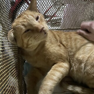 【エイズ・白血病陽性】5歳半　人懐こいはな君