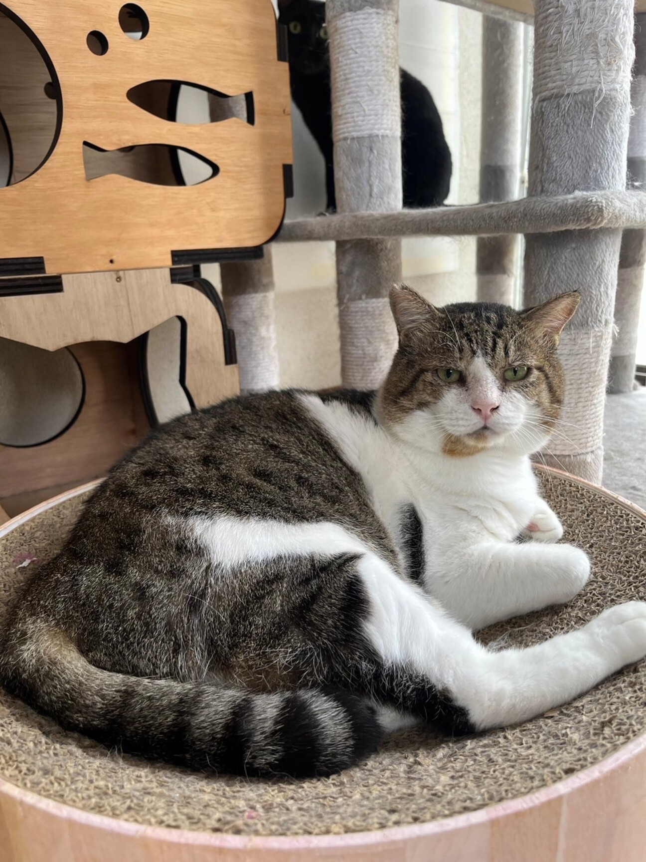 ラリックの猫 猫のクリスタル 里親募集 謹璽 ラリックの猫 猫のクリスタル 里親募集 謹璽