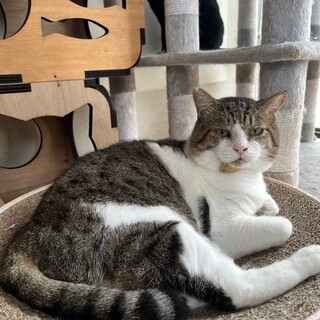 ෆ⃛心優しき元ボス猫ෆ⃛ぼぶくん