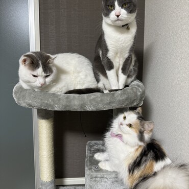 スコティッシュ2匹と里親の子