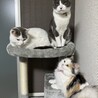 スコティッシュ2匹と里親の子
