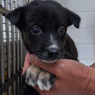 緊急！10月4日朝9時(時間厳守)  生後1ヶ月 