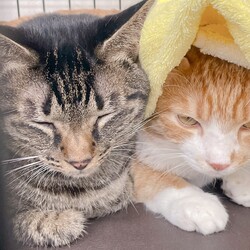 保護猫のお見合い会 サムネイル2