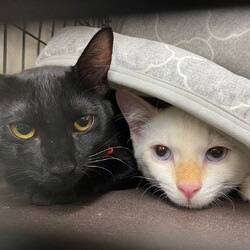 保護猫のお見合い会 サムネイル2