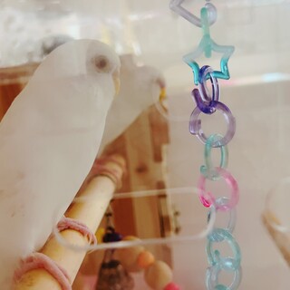 アルビノ セキセイインコ(男の子)