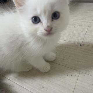 サイベリアン子猫