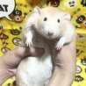 ファンシーラット・オス2匹 サムネイル2