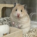 ゴールデンハムスター・11ヶ月