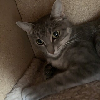 若い野良のお母さんを家族に迎えてください