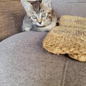 子猫